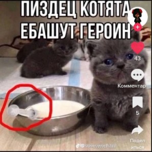 Создать мем: котик туть, любимые животные, кошечка