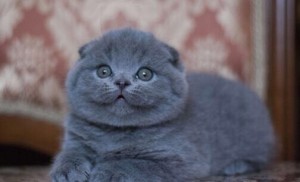 Создать мем: вислоухий котёнок шотландский джои, шотландский вислоухий кот голубой, скоттиш фолд