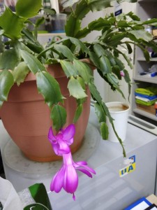 Create meme: the zigokaktus, schlumbergera white pink, schlumbergera the size of the adult plant