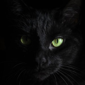 Создать мем: черный кот, кот морда, черный кот морда