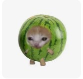 Create meme: cats fruit meme, watermelon , animals cute