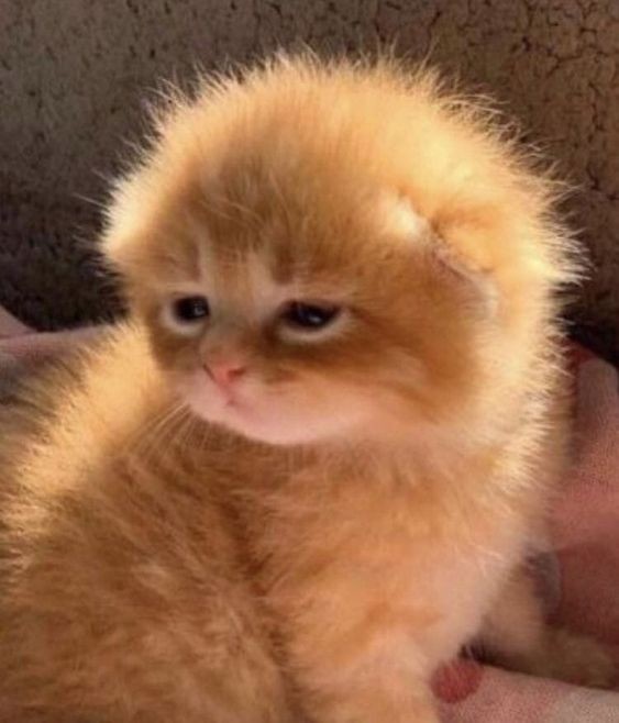 Create meme: cute kittens, kitten redhead, red-haired domestic kitten