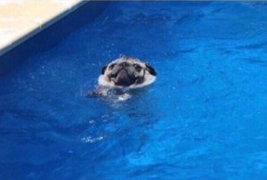 Создать мем: pug dog, swim, to swim