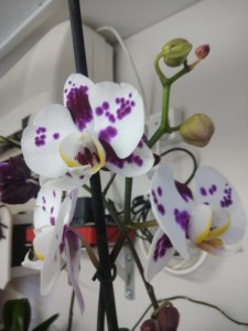 Create meme: Phalaenopsis golden beauty, Phalaenopsis ching hua, Phalaenopsis giant