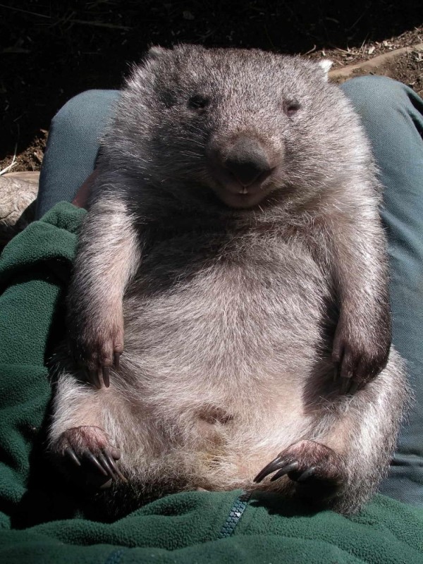 Create meme: wombats, wombat animal, the wombat is cute