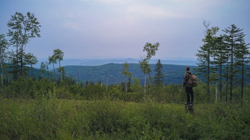 Create meme: nature , the endless taiga, forest forest