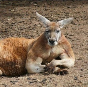 Create meme: animals, hayvanlar, Australia kangaroo
