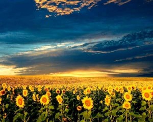 Create meme: sunflower field, field of sunflowers