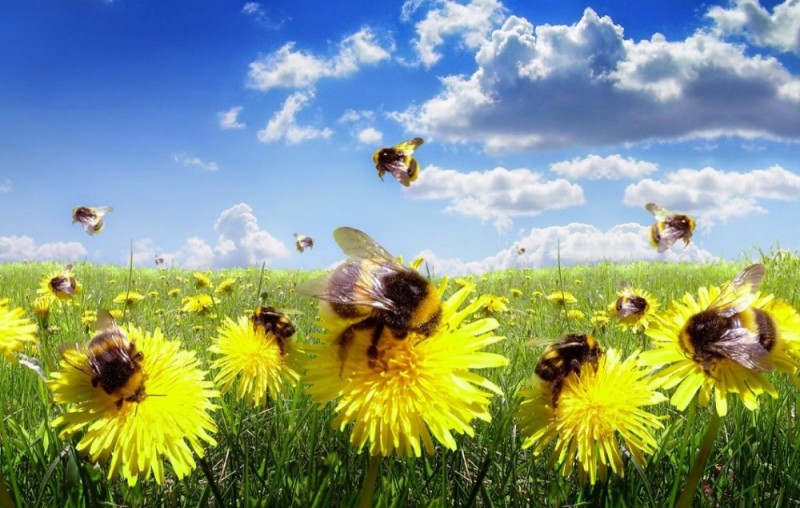Создать мем: шмель на одуванчике, лето пчелы, пчела шмель