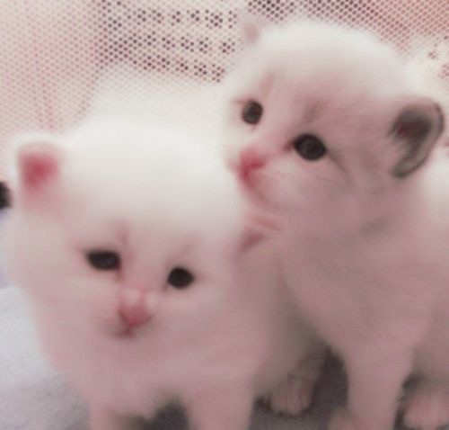 Создать мем: белый котенок, милые котики, ангорская кошка котята