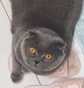 Create meme: Scottish, Scottish fold, Scottish fold cat