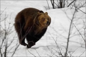 Создать мем: медведь шатун, медведь зимой, бурый медведь шатун