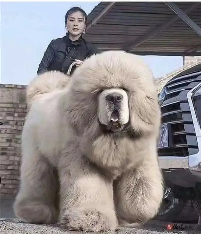 Create meme: tibetan mastiff, white tibetan mastiff, big tibetan mastiff