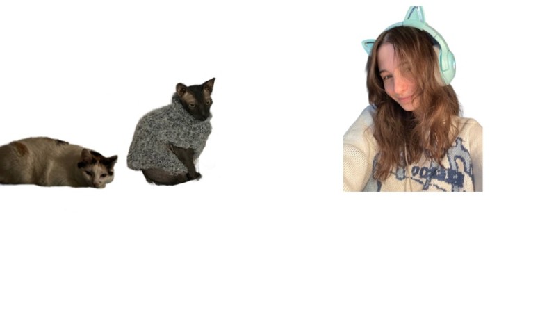 Создать мем: одежда для кошки, сиамская кошка, кот