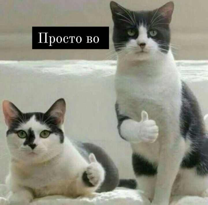 Create meme: kitty approves, meme cat , cat 