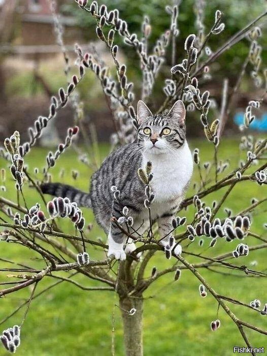 Create meme: spring cats, with palm Sunday, cat on a branch 