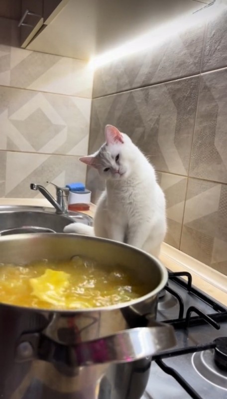 Создать мем: котейка, на кухне, забавные животные