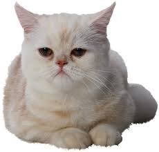 Создать мем: британская короткошёрстная кошка, котики, британская кошка