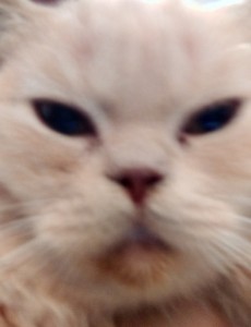 Создать мем: Персидская кошка, Голубоглазая кошка, злой котенок