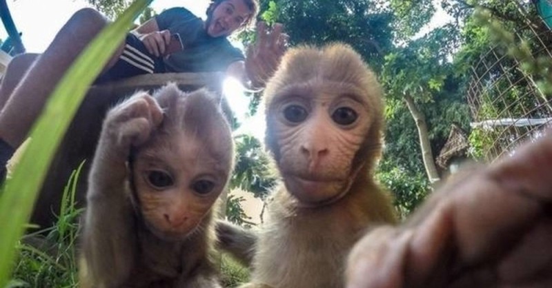 Create meme: funny animals , animals monkey , selfie monkey