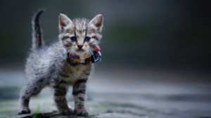 Create meme: animals cats, cats, kitten grey