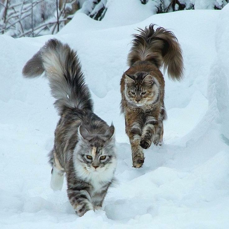 Создать мем: норвежская лесная кошка, коты дерутся в снегу, рэгдолл и мейн кун