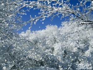 Create meme: Vivaldi winter pictures, snow, winter nature