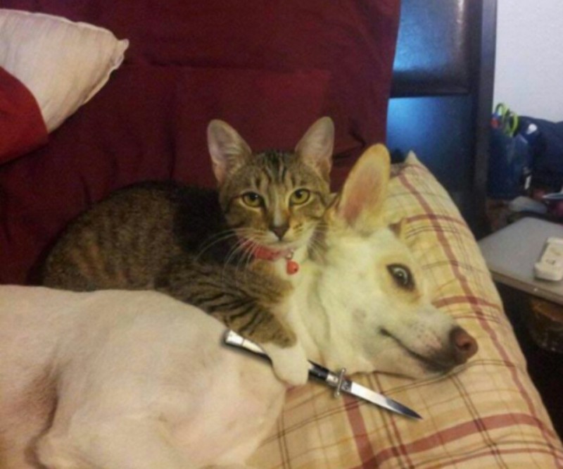 Create meme: the cat with a knife, cat funny , cat 