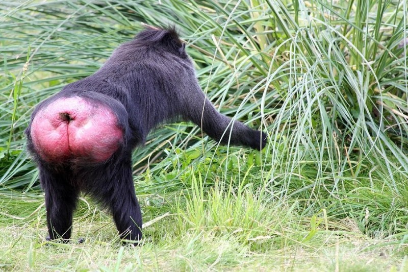 Create meme: female baboon, a monkey with a red ass, monkeys with red butts