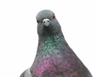 Create meme: güvercin, exhibition of pigeons, .