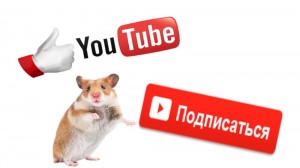 Create meme: hamster for YouTube, hamster, hamster PNG