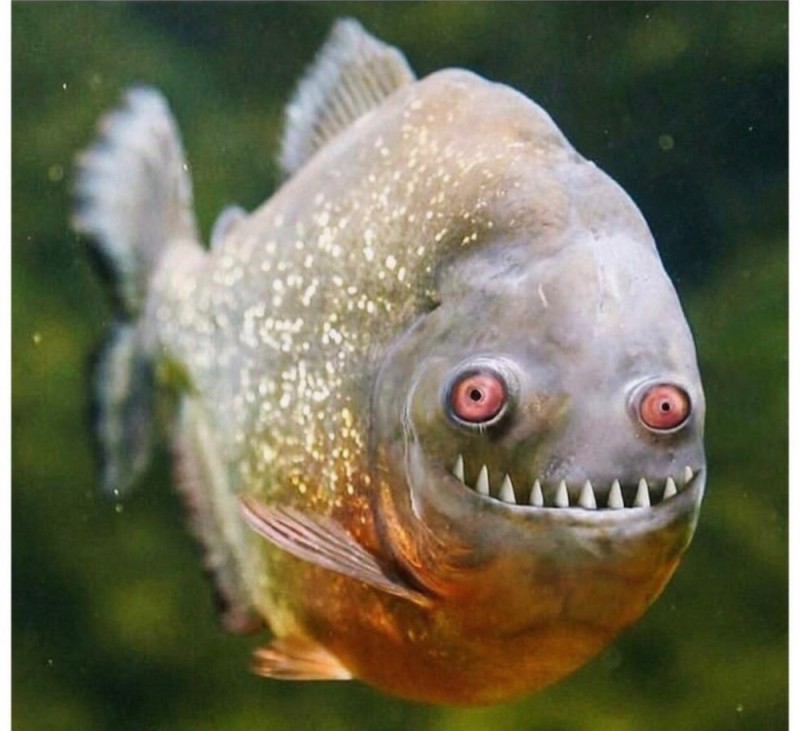 Create meme: piranhas , the piranha fish, piranha with human teeth