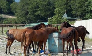 Создать мем: equine, конь, horse