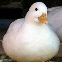 Create meme: duck honey, duck