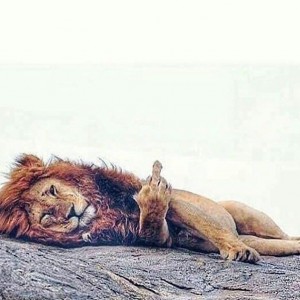 Create meme: lion picture, picture with a lion with inscriptions, lion kind