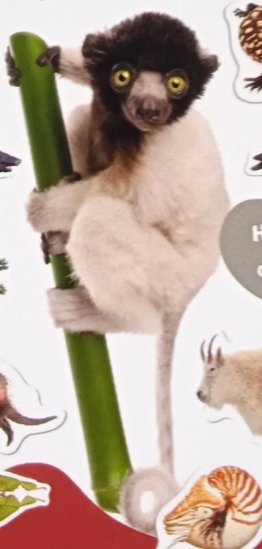 Create meme: lemur indri, lemur sifaka, animal lemur