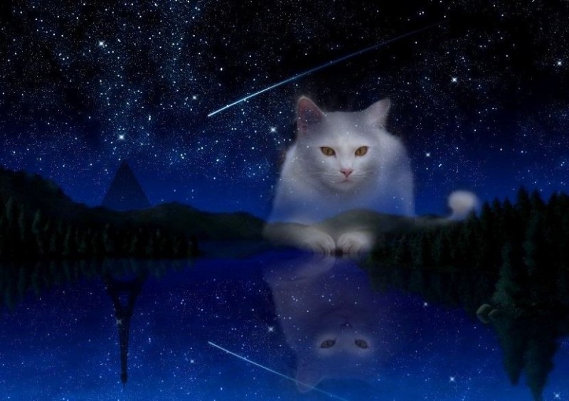 Create meme: the cat and the starry sky, spock of the night, cat 