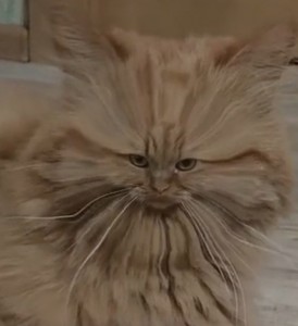 Create meme: Persian cat, cat, Persian cat