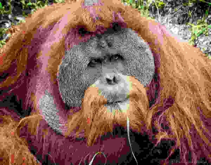 Create meme: orangutan male, Sumatran orangutan, the orangutan smiles