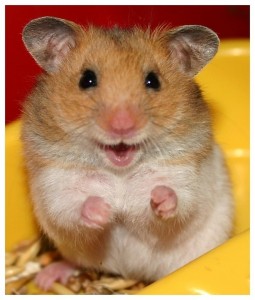 Create meme: the hamster laughs, hamster, hamster