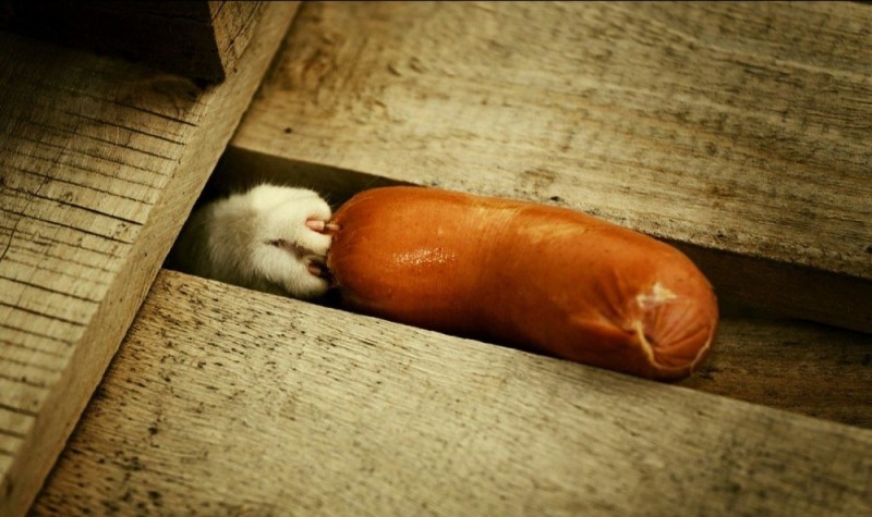 Create meme: small sausages, mouse sausage, cats and sausages
