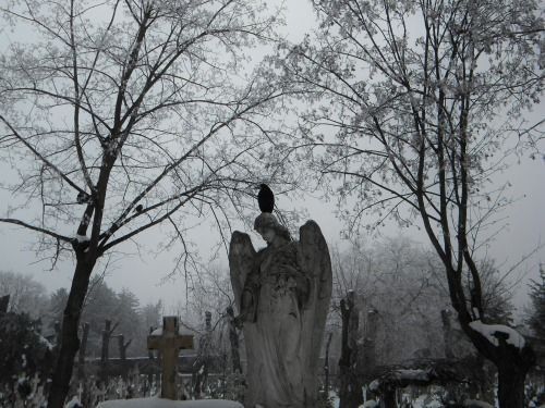 Создать мем: могила мусина пушкина на введенском кладбище, старинное кладбище, фотографии кладбища