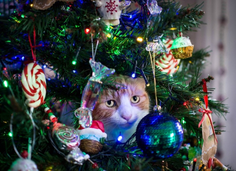 Create meme: funny Christmas trees, cat and Christmas tree, the cat under the tree