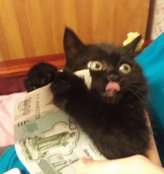 Create meme: The cat is freaking out, cat money, cat funny 