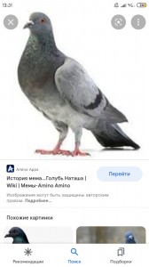 Создать мем: голуби голуби, мем голубь наташа, серый голубь