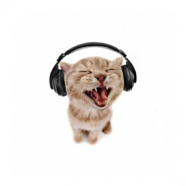 Create meme: cat in headphones art, cat with headphones, cat in headphones meme