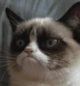Create meme: grumpy cat , cat meme , memes with a cat