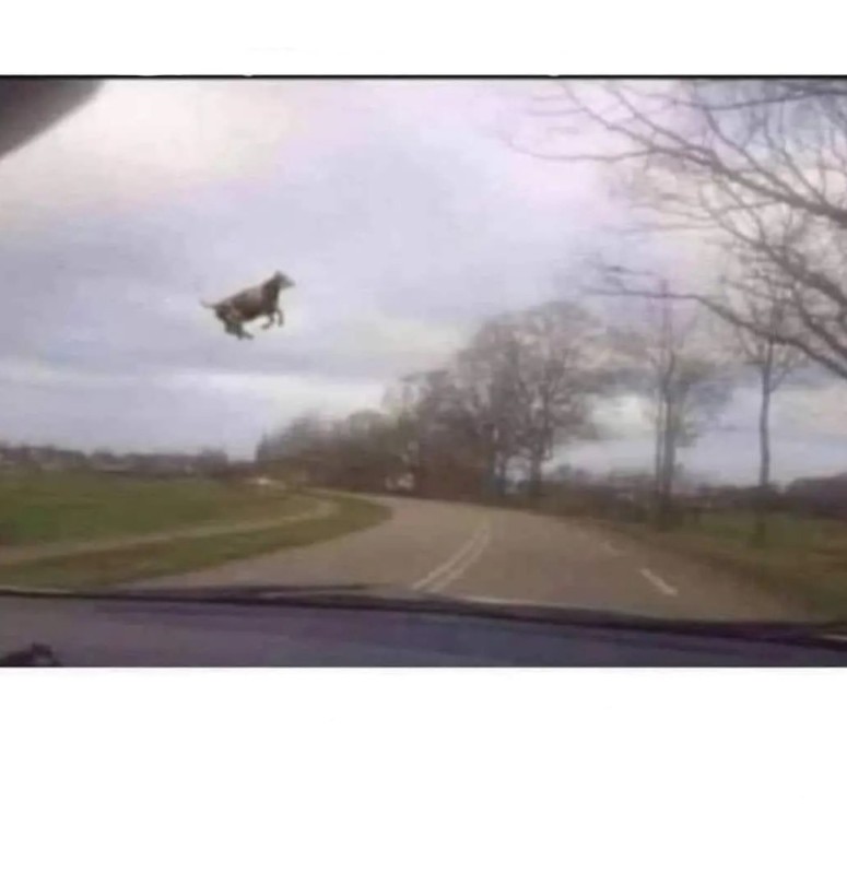 Create meme: cat , A cow was flying, flying cow