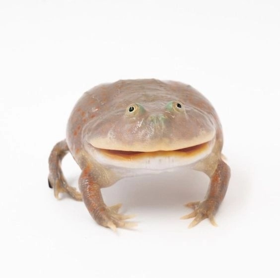 Create meme: wednesday my dudes, toad frog, it is wednesday my dudes