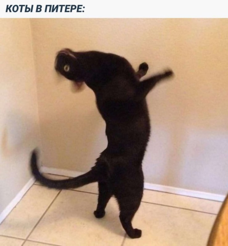 Создать мем: котэ, котики смешные, танцующий кот